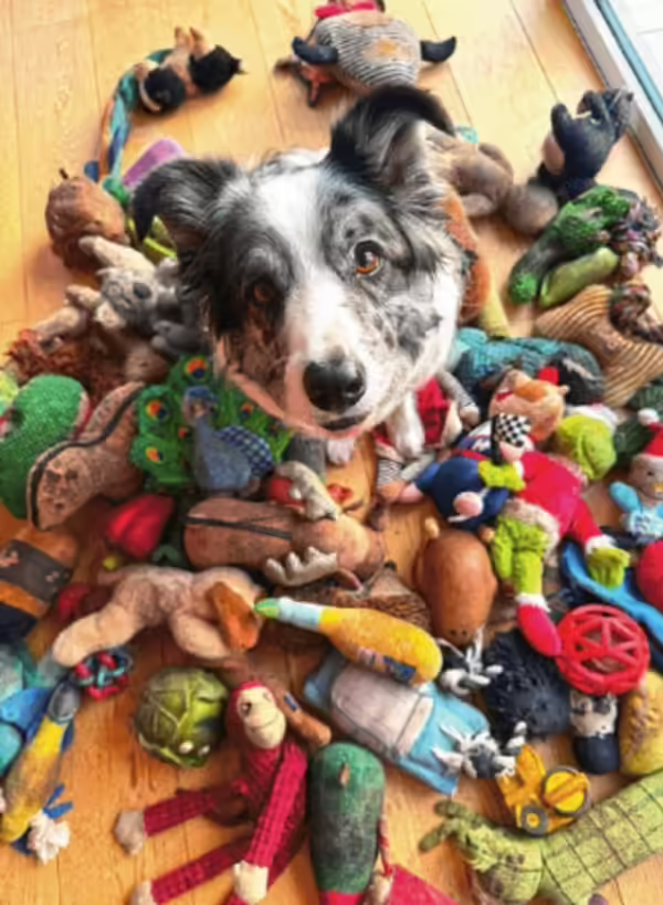 Dog Toys