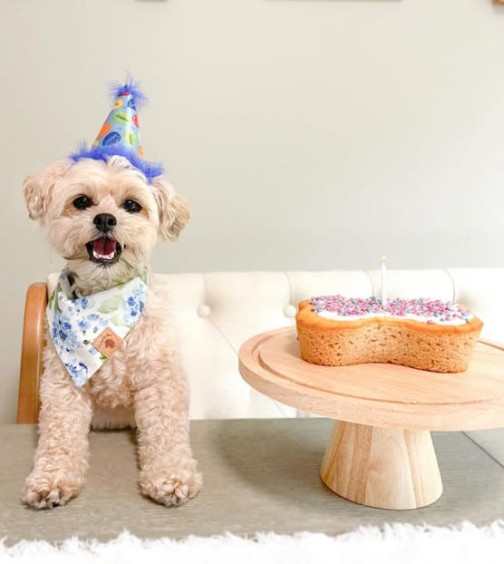 🎂🐾Dog Birthday Cake Kit
