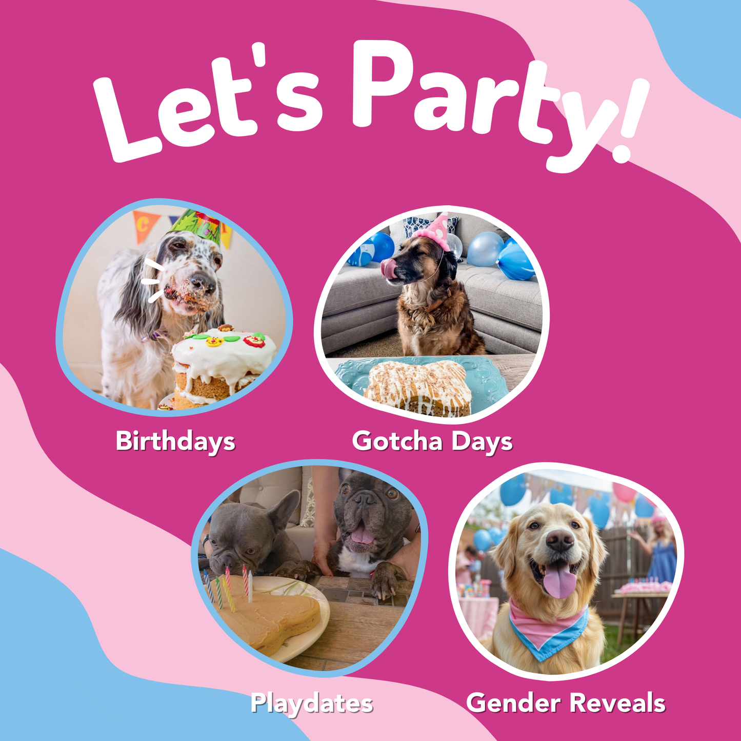 🎂🐾 Dog Birthday Cake Mix with Icing